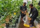 Mahasiswa MBA ITB Bantu Petani dalam Penerapan Teknologi Digital Agro
