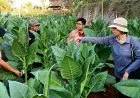 Program Peningkatan DBHCHT Tak Hanya untuk Petani Tembakau