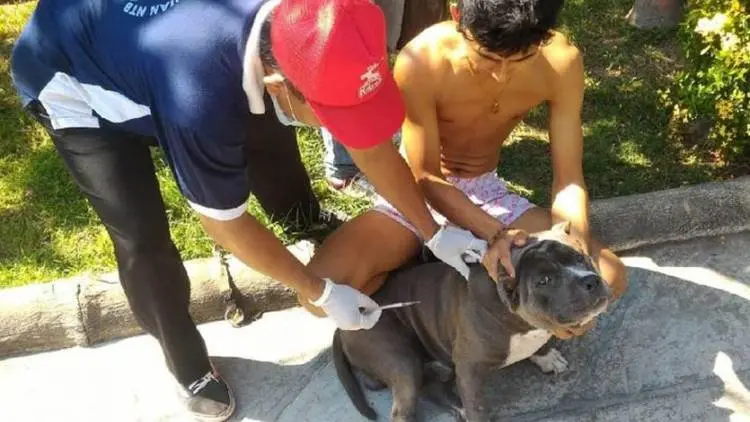 Sudah 44 Tahun Tak Ada Kasus Rabies di Purwakarta
