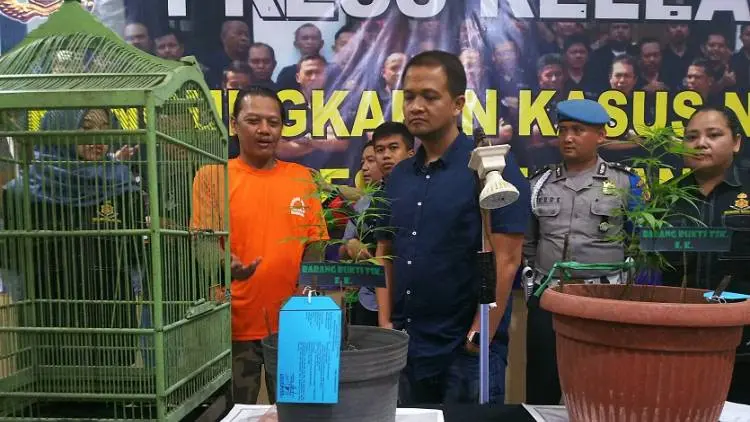 Pria Asal Buah Batu Tanam Ganja dalam Pot, Ditutupin Kandang Burung