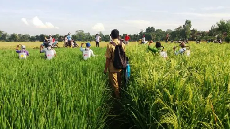 Karawang Mencari Investor Kembangkan Sektor Pertanian