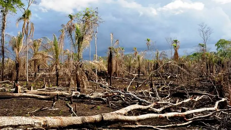 3.000 Ha Lahan Kritis Direboisasi Perhutani Tahun Ini