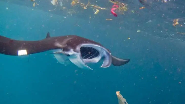 Palung Laut Terjauh pun Tercemar sampah Plastik