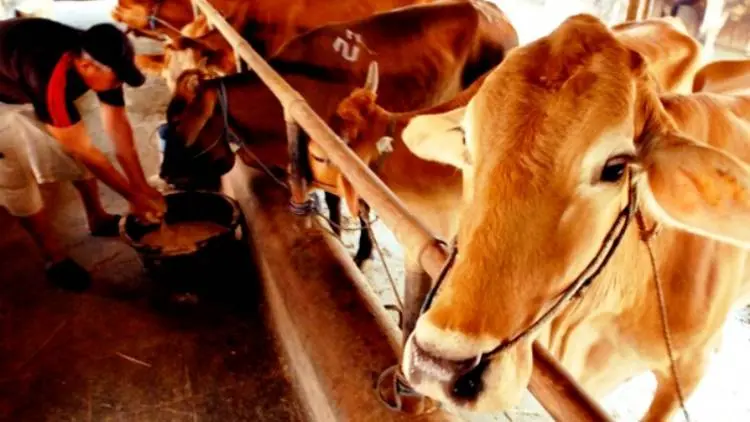 Sapi Pasundan Kawin dengan Sapi Belgian Blue Cattle, Bagamana Jadinya?
