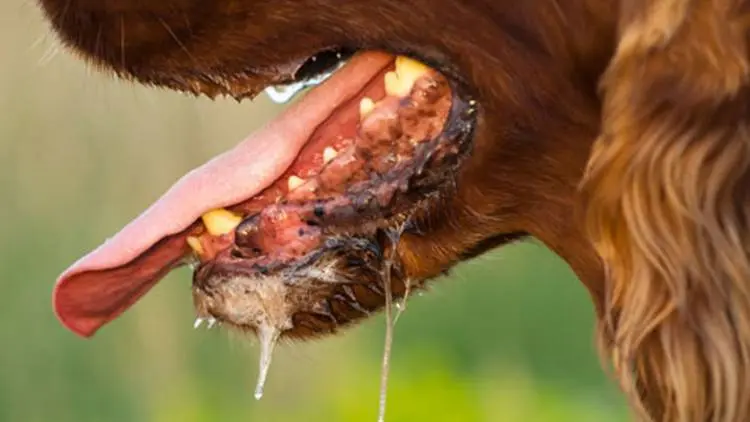 Di Sini Rabies Kerap karena Monyet, Bogor Waspada Rabies