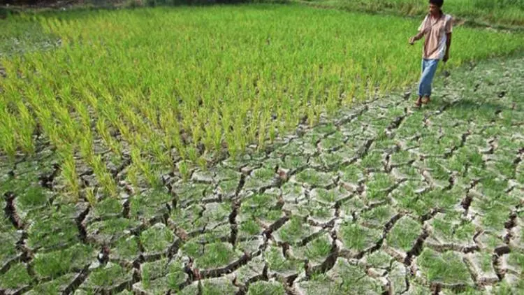 Duh..Masih Ada 30 Ribu Ha Lahan Kering di Purwakarta, Manfaatkan Atuh!