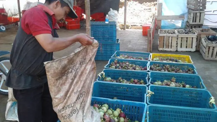 3.010 Ton Manggis Purwakarta Diekspor ke Cina