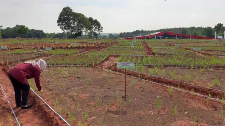 Kementan RI Optimalkan Produktivitas Padi di Lahan Kering