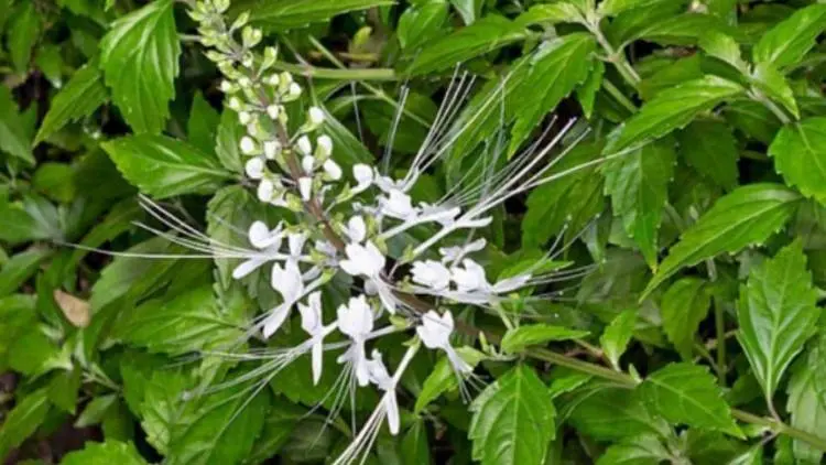 Atasi Batu Ginjal, Kata Dokter: Inilah Tanaman Herbal yang Ampuh
