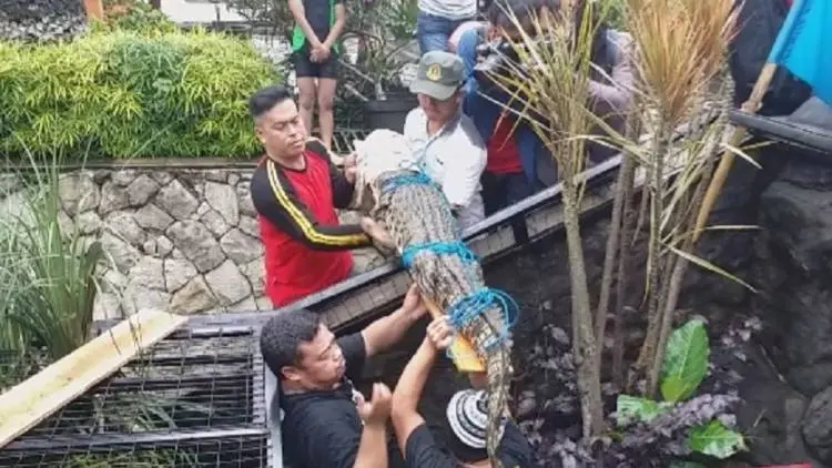 Berakhirnya Aksi Buaya Muara di Bogor