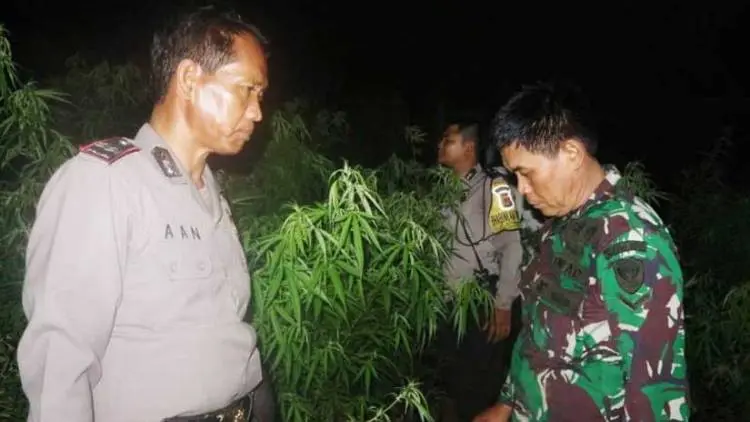 Polisi Karawang Sisir Pegunungan Mencari Ladang Ganja