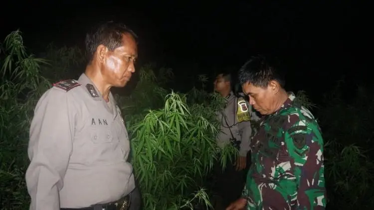 Heboh, Ladang Ganja 1,5 Hektare di Purwakarta