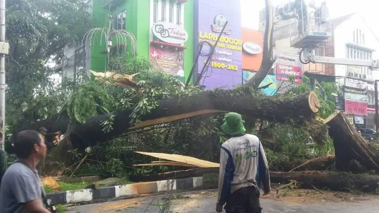 Hujan Angin di Bogor, Empat Pohon Tumbang
