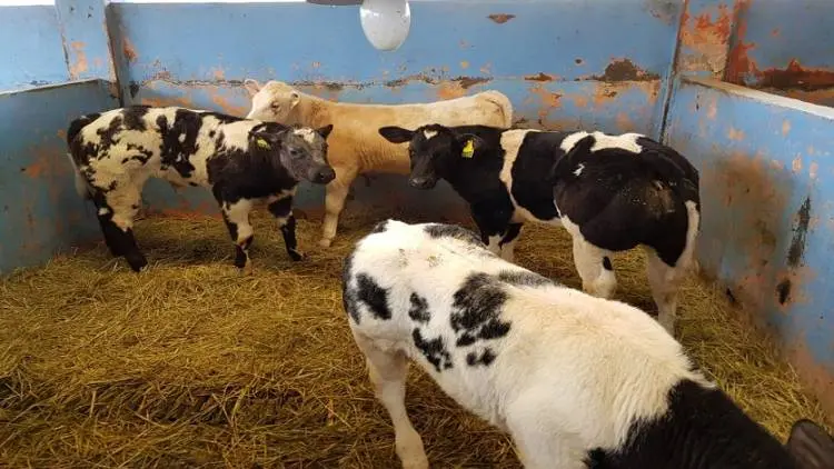 Polbangtan Bogor Kembangkan Sapi Belgian Blue
