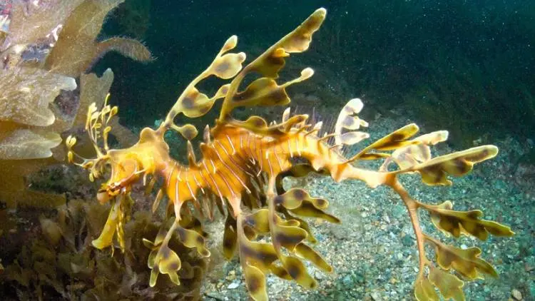 (Video) Penampakan Hewan Bernama Naga Laut