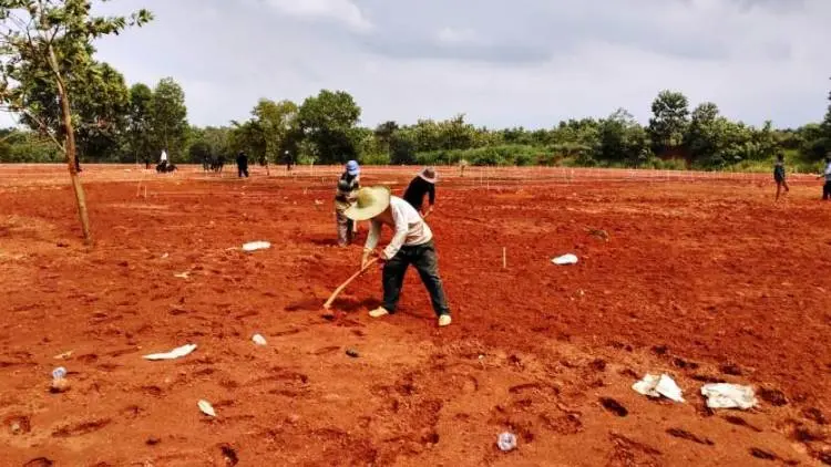 Lahan Masjid Cilodong Disulap Jadi Laboratorium Padi Gogo 'Buhun'
