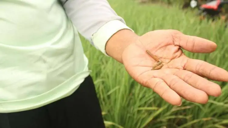 Ratusan Hektare Sawah di Karawang Diserang Hama