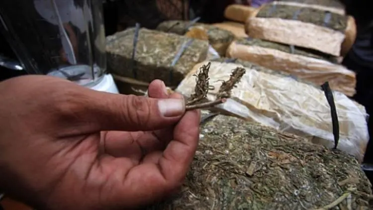 Bawa Ganja 500 Kg, Andi Divonis Penjara Seumur Hidup