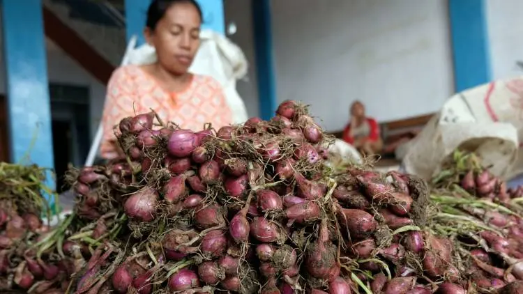 Petani Bawang Bayongbong Meradang