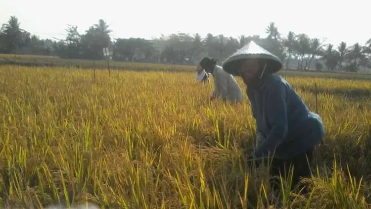 Moratorium Alih Fungsi Lahan Dicabut