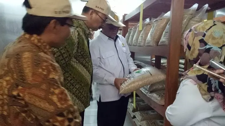 Kementan Kembangkan Varietas Beras Super untuk Ekspor