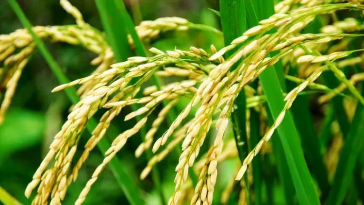 Pemkot Cimahi Klaim Hasil Padi 2018 Menaik