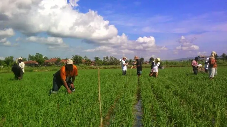 Pemerintah Didesak Laksanakan PHT