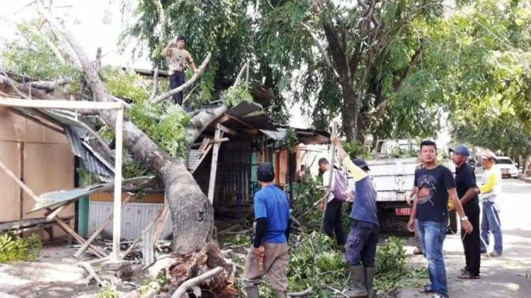 Cuaca Mulai Ekstrim, Waspada Pohon Tumbang