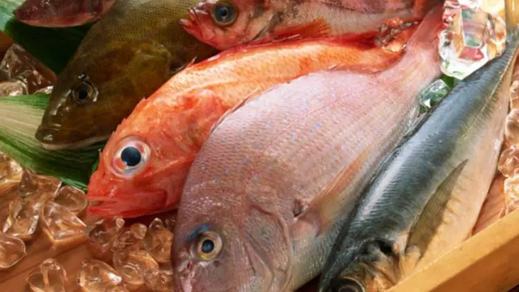 Ingat! Nutrisi pada Ikan Membuat Anak Makin Pintar