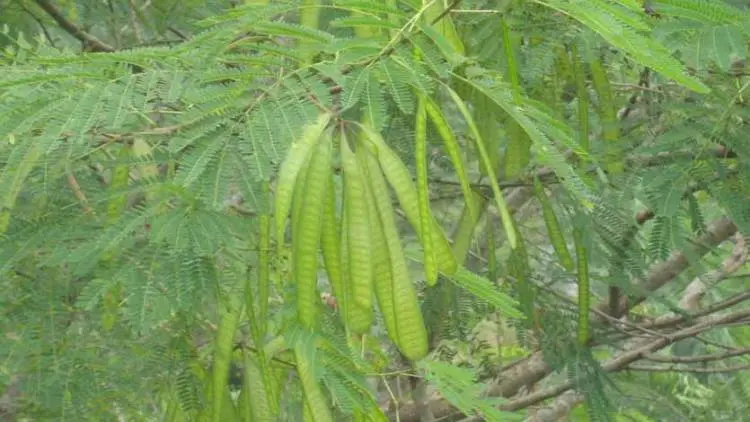 Luar Biasa, Mahasiswa UNY Ciptakan Sabun Herbal dari Daun Petai Cina