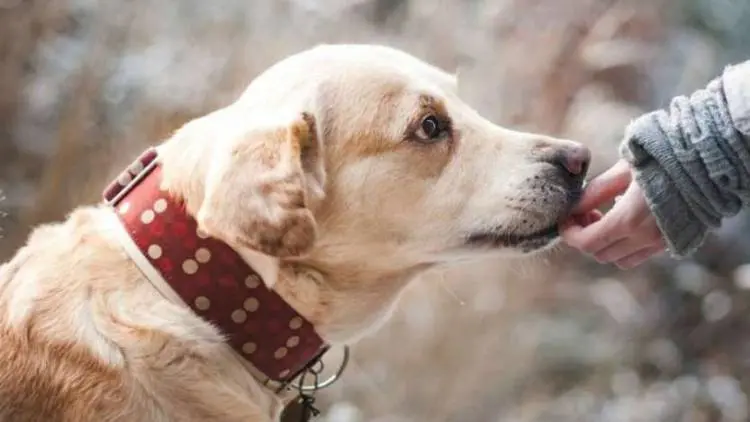 Awas! Pelihara Anjing Pahala Berkurang Setiap Hari