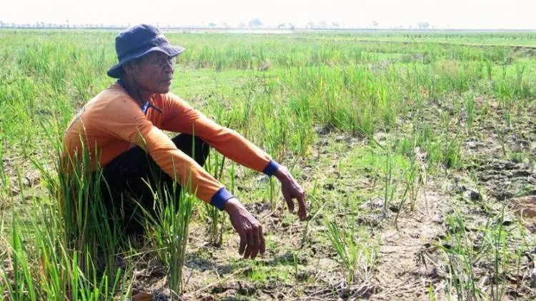 Seratusan Hektare Sawah di Cianjur Terancam Kekeringan