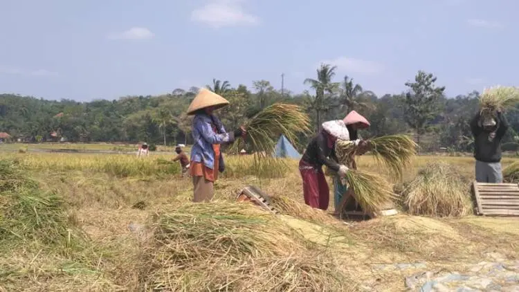 Indramayu Tambah 20 Ribu Hektare Luas Lahan Tanam