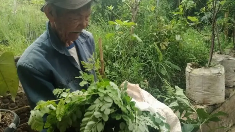 Ingin Asam Urat Sembuh, Ini Obat Herbal di Sekitar Kita