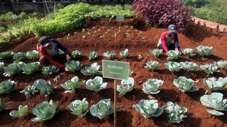 Kabupaten Bandung Ekspor 42 Komoditas Hortikultura