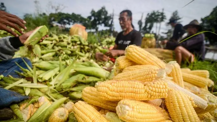 Februari Impor Jagung, Bye Swasembada Pangan