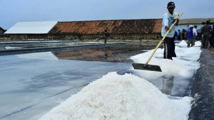 Produksi Garam Karawang Cukup Menggiurkan