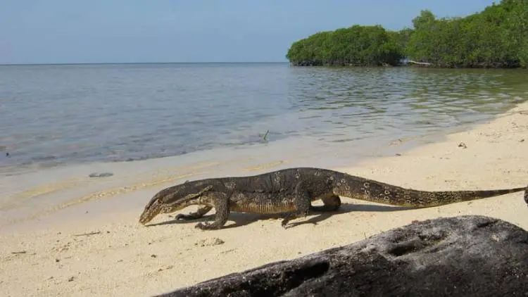 Usai Nyari Biawak, Andri Tenggelam di Cipunegara