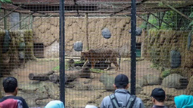 Kunjungan Bandung Zoo Tembus 51 Ribu