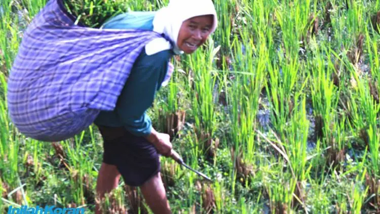 Perempuan Renta dan Wangi Rumput Liar