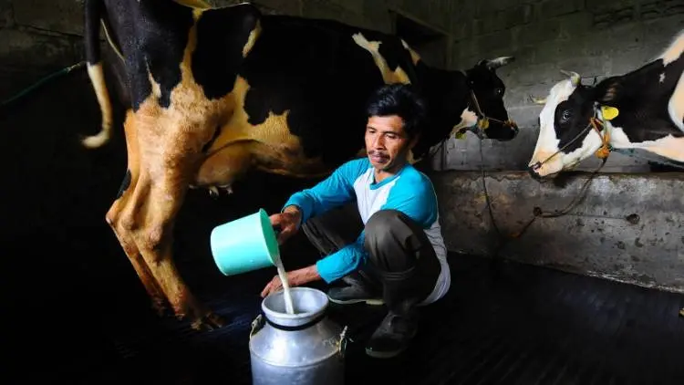 80% Produksi KPSBU Penuhi Industri Olahan Susu