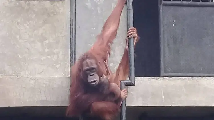 Bayi Orang Utan Kalimantan Lahir di Taman Satwa Cikembulan 
