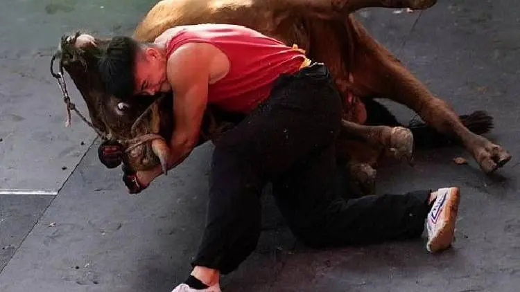 Hah, di China Bergulat dengan Banteng Menyenangkan