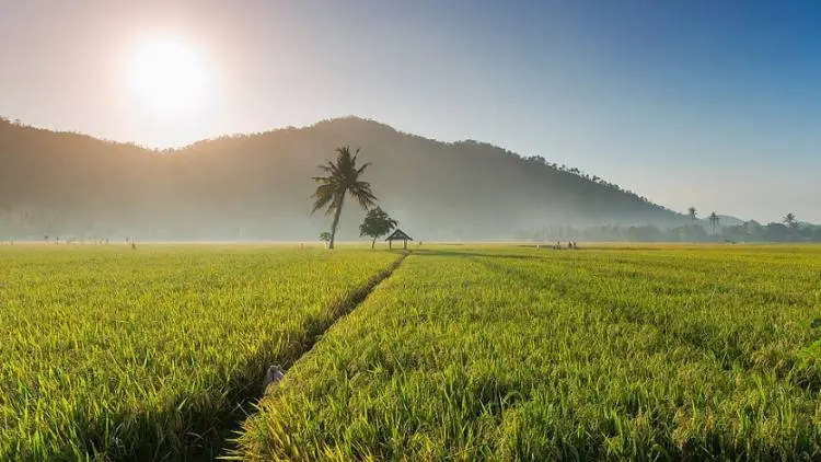 Musim Hujan, Petani di Purwakarta Diminta Percepat Tanam