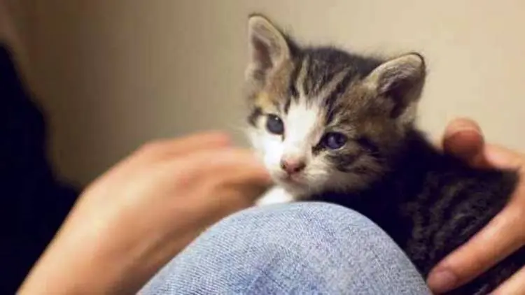 Bulu Kucing Tak Sebabkan Toksoplasma