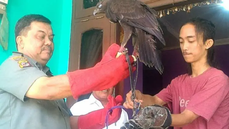 Sempat Kewalahan Memeliharanya, Iqbal Serahkan Elang Brontok Hitam