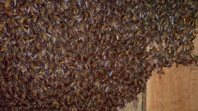 Bukan Madu, Terapis Ini Beternak Lebah demi Bisa