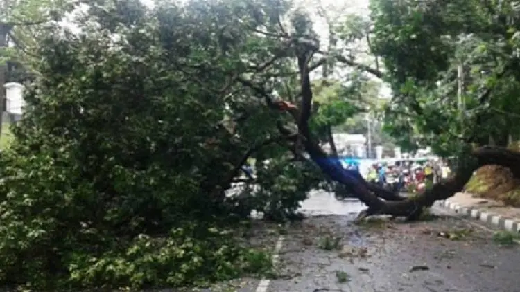 Pohon Tumbang, Jalur Utama Bandung-Cianjur Putus