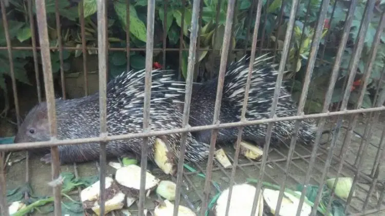 Mahasiswa di Majalengka Nekat Jualan Hewan Langka di Facebook