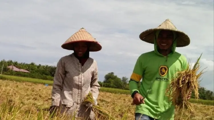 Pemkab Garut Segera Kembangkan Benih Padi Inpari